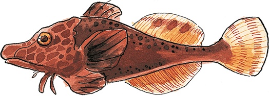 Иллюстрация к книге — Свинья для пиратов [i_013.jpg]