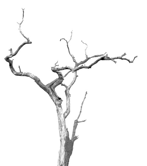 Иллюстрация к книге — Тот, кто стоит за спиной [i_001.jpg]