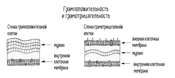 Иллюстрация к книге — Тайная жизнь домашних микробов: все о бактериях, грибках и вирусах [i_078.jpg]
