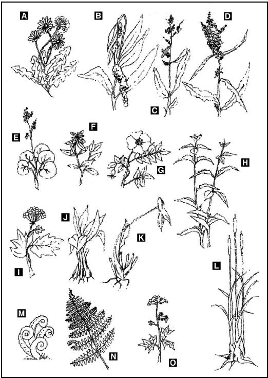 Иллюстрация к книге — Выживание в экстремальных ситуациях. Опыт SAS [i_015.jpg]