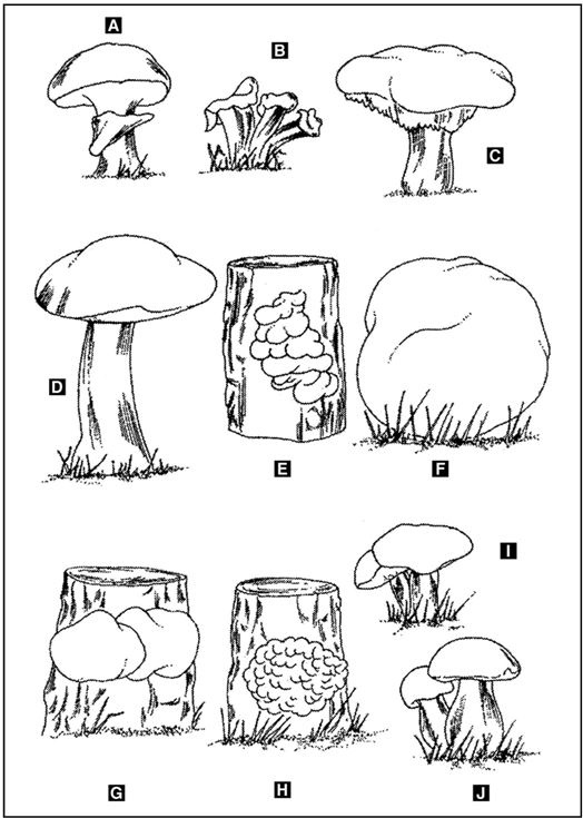 Иллюстрация к книге — Выживание в экстремальных ситуациях. Опыт SAS [i_019.jpg]
