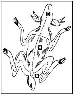 Иллюстрация к книге — Выживание в экстремальных ситуациях. Опыт SAS [i_031.jpg]