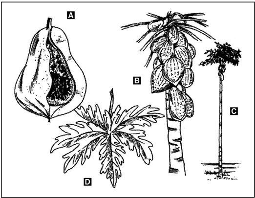 Иллюстрация к книге — Выживание в экстремальных ситуациях. Опыт SAS [i_104.jpg]