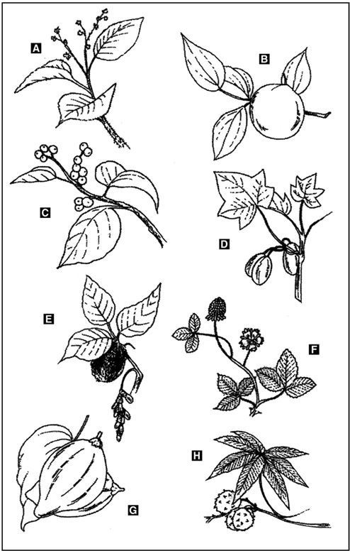 Иллюстрация к книге — Выживание в экстремальных ситуациях. Опыт SAS [i_105.jpg]