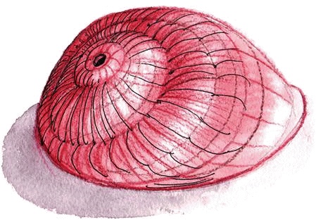 Иллюстрация к книге — Денис-изобретатель. Книга для развития изобретательских способностей детей младших и средних классов [_027.jpg]