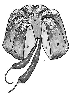 Иллюстрация к книге — Шоколадный дедушка. Тайна старого сундука [i_017.jpg]
