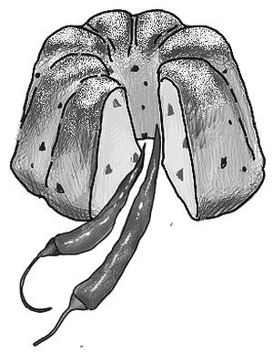 Иллюстрация к книге — Шоколадный дедушка. Тайна старого сундука [i_057.jpg]