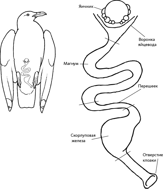 Иллюстрация к книге — Самая совершенная вещь на свете [i_004.jpg]