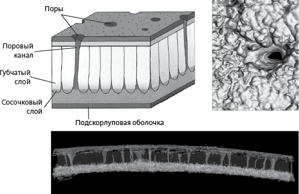 Иллюстрация к книге — Самая совершенная вещь на свете [i_006.jpg]