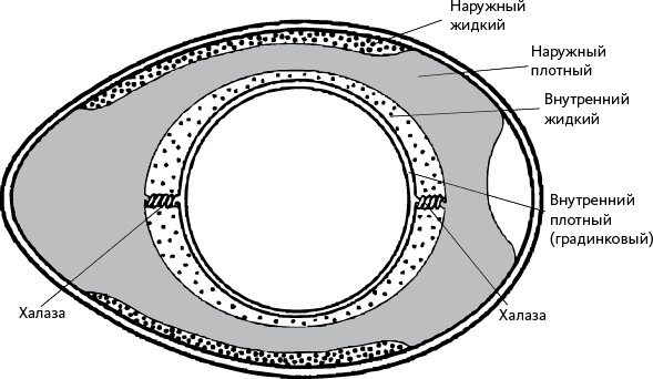 Иллюстрация к книге — Самая совершенная вещь на свете [i_010.jpg]