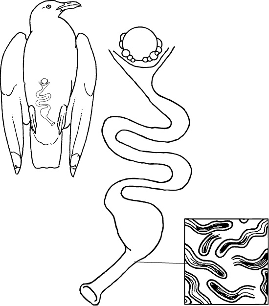 Иллюстрация к книге — Самая совершенная вещь на свете [i_014.jpg]