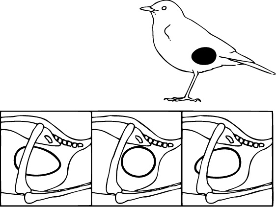 Иллюстрация к книге — Самая совершенная вещь на свете [i_016.jpg]