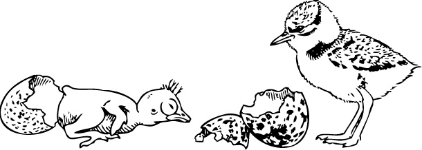 Иллюстрация к книге — Самая совершенная вещь на свете [i_017.jpg]