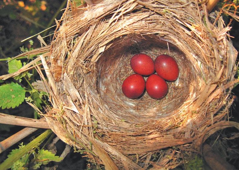 Иллюстрация к книге — Самая совершенная вещь на свете [i_023.jpg]