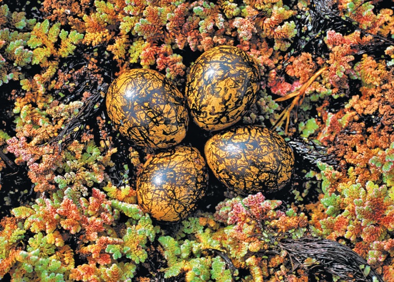 Иллюстрация к книге — Самая совершенная вещь на свете [i_024.jpg]