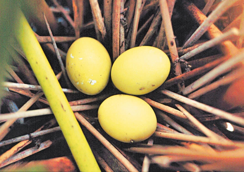 Иллюстрация к книге — Самая совершенная вещь на свете [i_025.jpg]