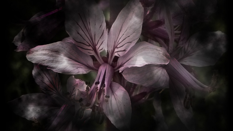 Иллюстрация к книге — Хищники [_2.jpg]