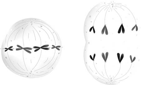 Иллюстрация к книге — Твоя жизнь до рождения: тайны эволюции человека [i_004.jpg]