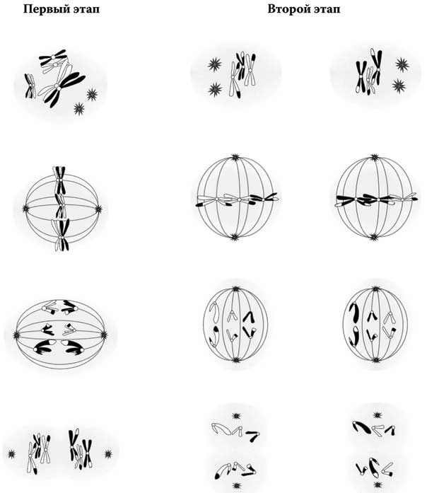 Иллюстрация к книге — Твоя жизнь до рождения: тайны эволюции человека [i_005.jpg]