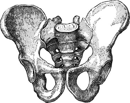 Иллюстрация к книге — Твоя жизнь до рождения: тайны эволюции человека [i_008.jpg]