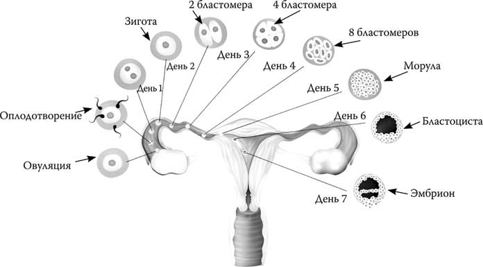 Иллюстрация к книге — Твоя жизнь до рождения: тайны эволюции человека [i_013.jpg]