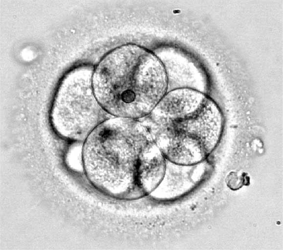 Иллюстрация к книге — Твоя жизнь до рождения: тайны эволюции человека [i_014.jpg]