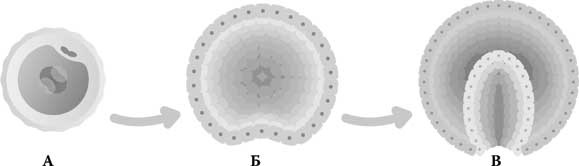 Иллюстрация к книге — Твоя жизнь до рождения: тайны эволюции человека [i_017.jpg]