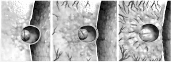 Иллюстрация к книге — Твоя жизнь до рождения: тайны эволюции человека [i_018.jpg]