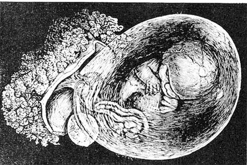 Иллюстрация к книге — Твоя жизнь до рождения: тайны эволюции человека [i_019.jpg]