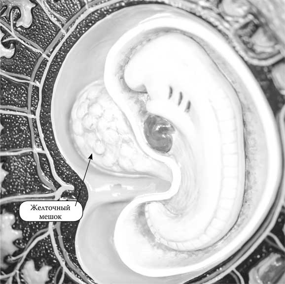 Иллюстрация к книге — Твоя жизнь до рождения: тайны эволюции человека [i_020.jpg]