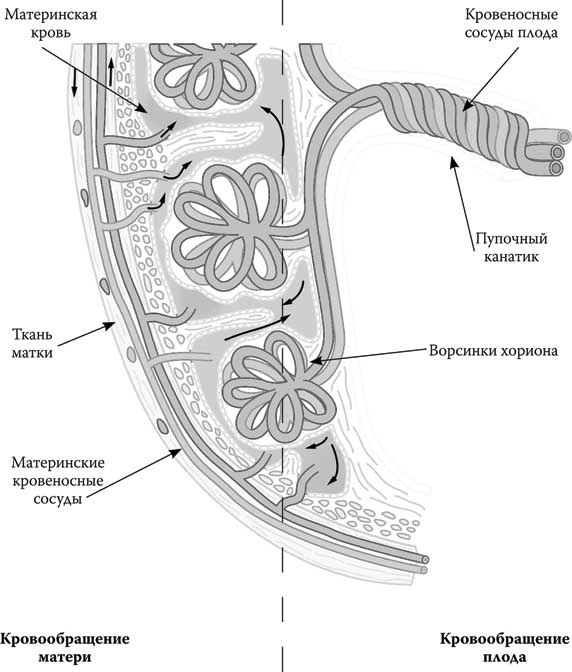 Иллюстрация к книге — Твоя жизнь до рождения: тайны эволюции человека [i_022.jpg]