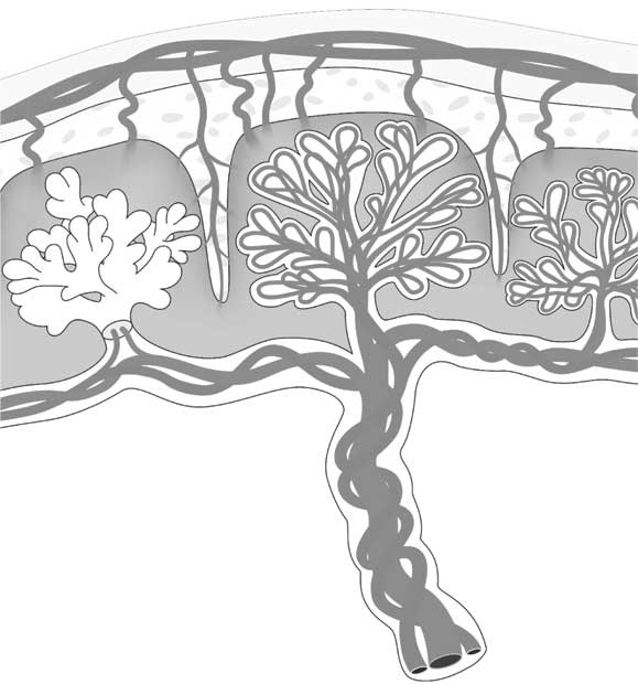 Иллюстрация к книге — Твоя жизнь до рождения: тайны эволюции человека [i_024.jpg]