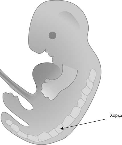 Иллюстрация к книге — Твоя жизнь до рождения: тайны эволюции человека [i_026.jpg]
