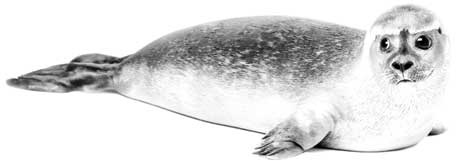 Иллюстрация к книге — Твоя жизнь до рождения: тайны эволюции человека [i_029.jpg]