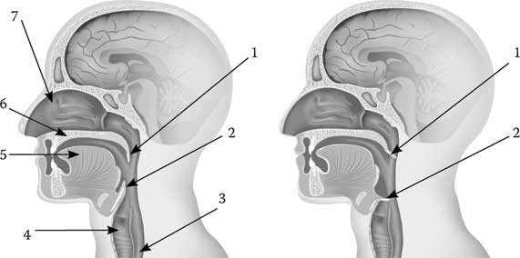 Иллюстрация к книге — Твоя жизнь до рождения: тайны эволюции человека [i_038.jpg]