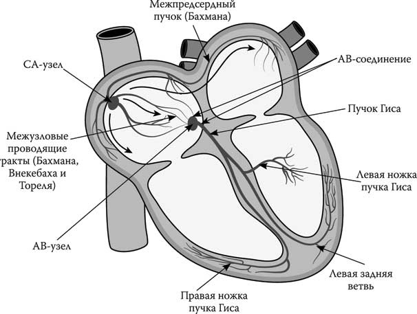 Иллюстрация к книге — Твоя жизнь до рождения: тайны эволюции человека [i_042.jpg]
