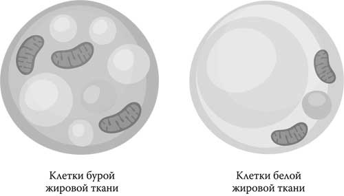 Иллюстрация к книге — Твоя жизнь до рождения: тайны эволюции человека [i_051.jpg]