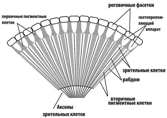Иллюстрация к книге — Твоя жизнь до рождения: тайны эволюции человека [i_057.jpg]