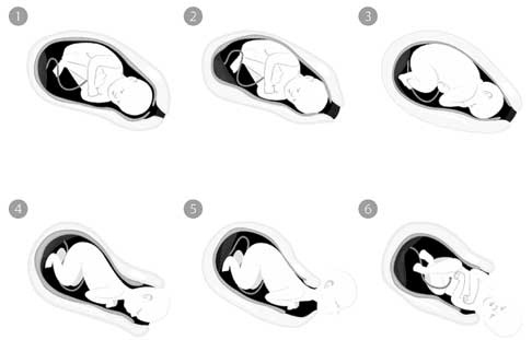 Иллюстрация к книге — Твоя жизнь до рождения: тайны эволюции человека [i_061.jpg]