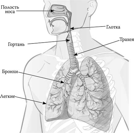 Иллюстрация к книге — Твоя жизнь до рождения: тайны эволюции человека [i_062.jpg]