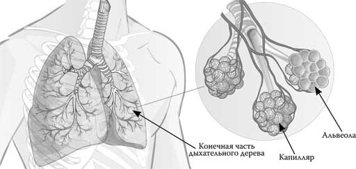 Иллюстрация к книге — Твоя жизнь до рождения: тайны эволюции человека [i_063.jpg]