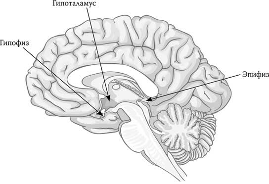 Иллюстрация к книге — Твоя жизнь до рождения: тайны эволюции человека [i_066.jpg]