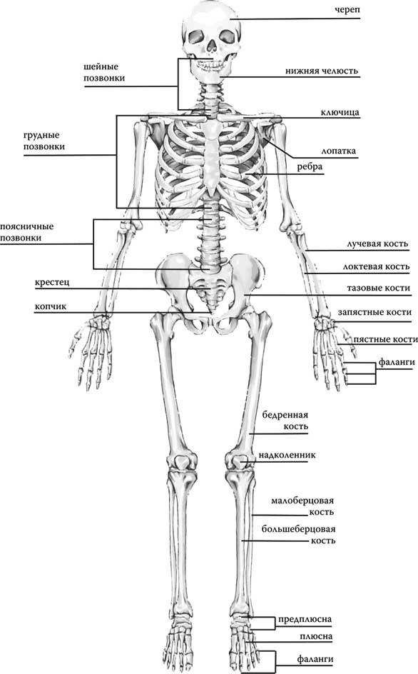 Иллюстрация к книге — Твоя жизнь до рождения: тайны эволюции человека [i_067.jpg]