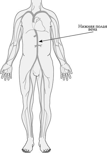 Иллюстрация к книге — Твоя жизнь до рождения: тайны эволюции человека [i_068.jpg]