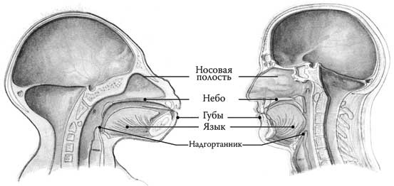 Иллюстрация к книге — Твоя жизнь до рождения: тайны эволюции человека [i_074.jpg]