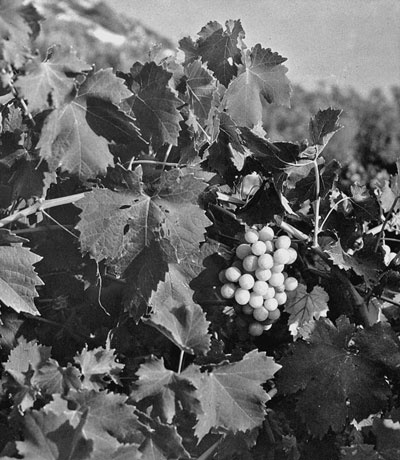 Иллюстрация к книге — Израиль. Путешествие за впечатлением и здоровьем [i_021.jpg]