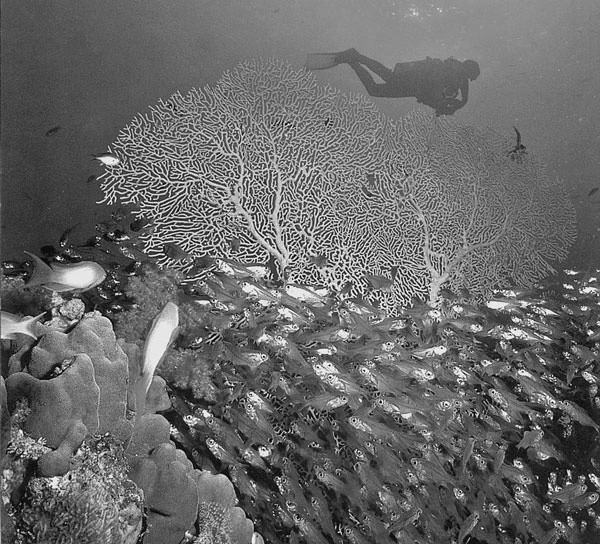 Иллюстрация к книге — Израиль. Путешествие за впечатлением и здоровьем [i_055.jpg]