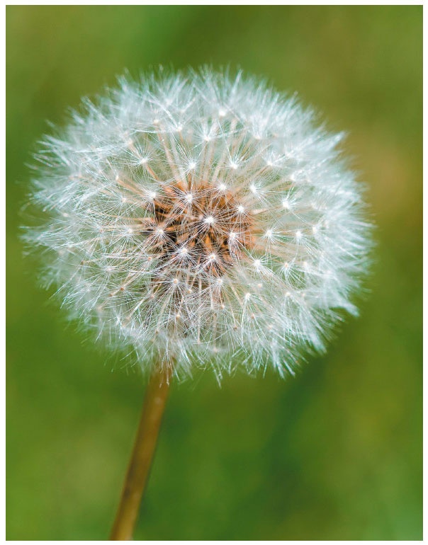 Иллюстрация к книге — Интеллект-карты [i_006.jpg]