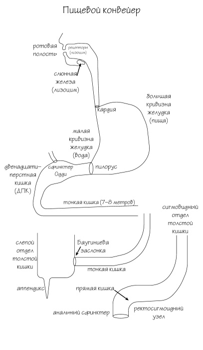 Иллюстрация к книге — Разумный биохакинг Homo Sapiens: физическое тело и его законы [i_002.jpg]