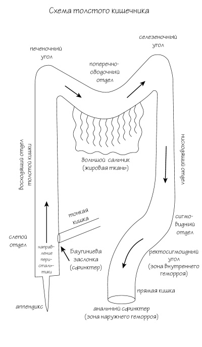 Иллюстрация к книге — Разумный биохакинг Homo Sapiens: физическое тело и его законы [i_004.jpg]